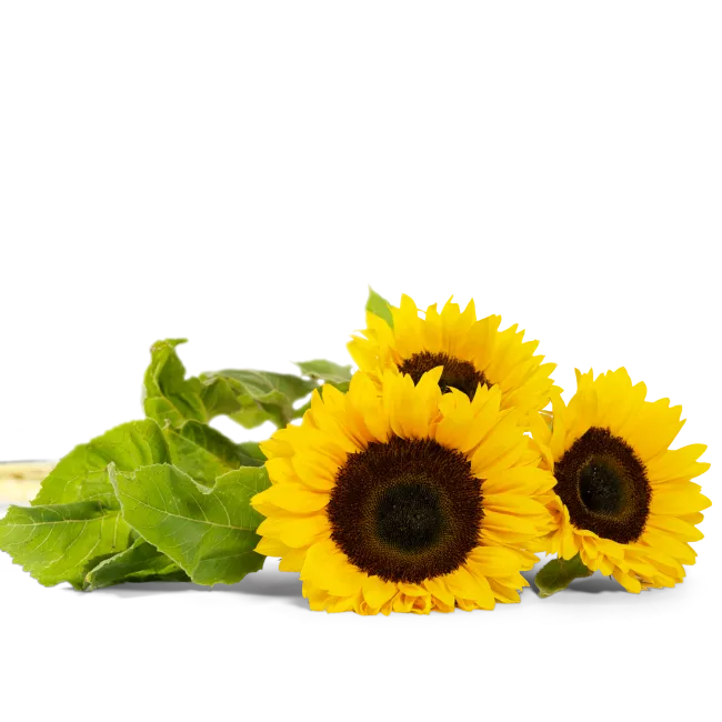 Flower of sunflower